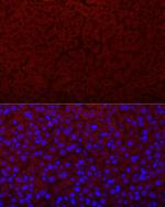 Epo Antibody in Immunocytochemistry (ICC/IF)