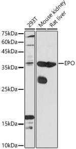 Epo Antibody in Western Blot (WB)