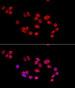 Ku80 Antibody in Immunocytochemistry (ICC/IF)