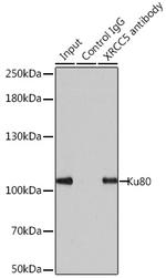 Ku80 Antibody in Immunoprecipitation (IP)