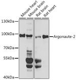 AGO2 Antibody in Western Blot (WB)