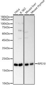 RPS10 Antibody in Western Blot (WB)