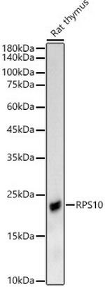 RPS10 Antibody in Western Blot (WB)