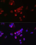 FGF23 Antibody in Immunocytochemistry (ICC/IF)