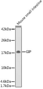 GIP Antibody in Western Blot (WB)