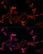 PRAS40 Antibody in Immunocytochemistry (ICC/IF)