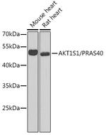 PRAS40 Antibody in Western Blot (WB)