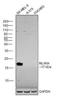 Melan-A Antibody in Western Blot (WB)