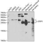 CFDP1 Antibody in Western Blot (WB)