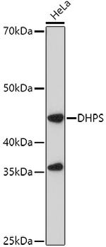 DHPS Antibody in Western Blot (WB)