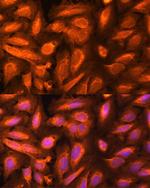 DTYMK Antibody in Immunocytochemistry (ICC/IF)