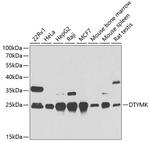 DTYMK Antibody in Western Blot (WB)