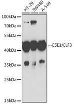 ELF3 Antibody in Western Blot (WB)