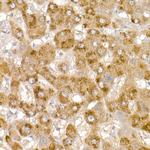 Glycerol kinase Antibody in Immunohistochemistry (Paraffin) (IHC (P))