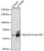 Glycerol kinase Antibody in Western Blot (WB)