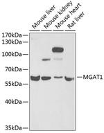 MGAT1 Antibody in Western Blot (WB)