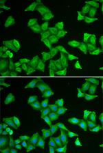 COX5A Antibody in Immunocytochemistry (ICC/IF)