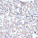 COX5A Antibody in Immunohistochemistry (Paraffin) (IHC (P))