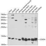 COX5A Antibody in Western Blot (WB)