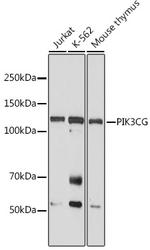 PIK3CG Antibody in Western Blot (WB)