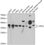 UFD1L Antibody in Western Blot (WB)