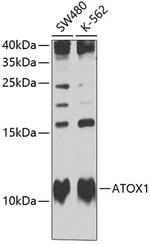 ATOX1 Antibody in Western Blot (WB)