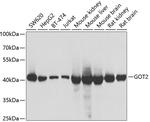 GOT2 Antibody in Western Blot (WB)