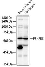 PFKFB3 Antibody in Western Blot (WB)