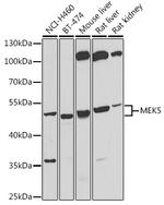 MEK5 Antibody in Western Blot (WB)