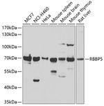 RBBP5 Antibody in Western Blot (WB)