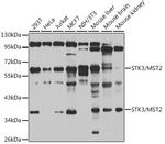 MST2 Antibody in Western Blot (WB)