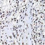 Histone Macro-H2A.1 Antibody in Immunohistochemistry (Paraffin) (IHC (P))