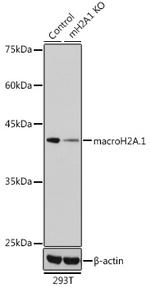 Histone Macro-H2A.1 Antibody in Western Blot (WB)