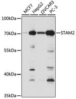 STAM2 Antibody in Western Blot (WB)