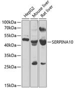 SERPINA10 Antibody in Western Blot (WB)