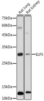 ELF5 Antibody in Western Blot (WB)