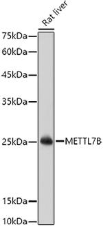 METTL7B Antibody in Western Blot (WB)