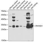 PHYHD1 Antibody in Western Blot (WB)