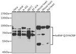 HnRNP Q Antibody in Western Blot (WB)