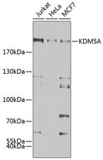 KDM5A Antibody in Western Blot (WB)