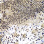 C/EBP gamma Antibody in Immunohistochemistry (Paraffin) (IHC (P))