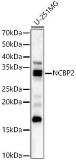 NCBP2 Antibody in Western Blot (WB)