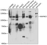 MAP4K3 Antibody in Western Blot (WB)