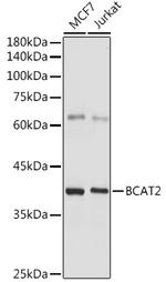 BCAT2 Antibody in Western Blot (WB)