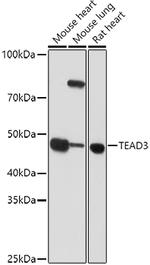 TEF5 Antibody in Western Blot (WB)