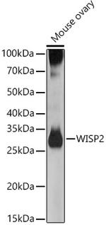 WISP2 Antibody in Western Blot (WB)