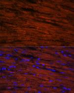 LDB3 Antibody in Immunocytochemistry (ICC/IF)