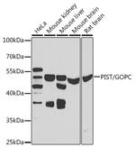 PIST Antibody in Western Blot (WB)