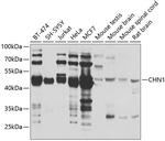 CHN1 Antibody in Western Blot (WB)