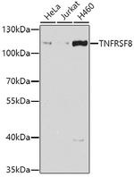 CD30 Antibody in Western Blot (WB)